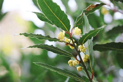 月桂樹種植|月桂樹(ローリエ)の育て方｜挿し木や植え替えの時期 